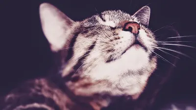 ReAnimalis - Centrum rehabilitacji zwierząt towarzyszących